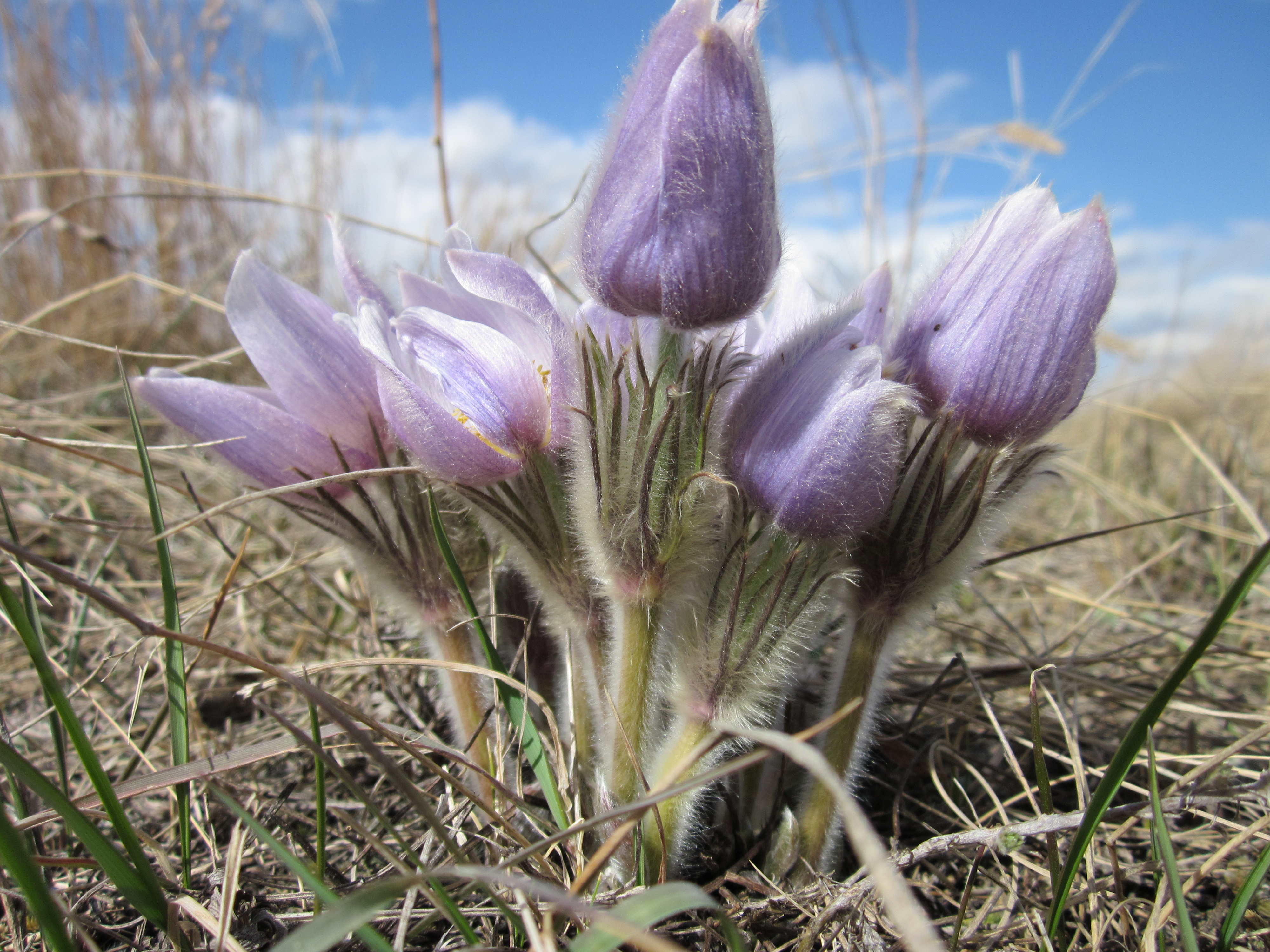 crocus-charteris.JPG